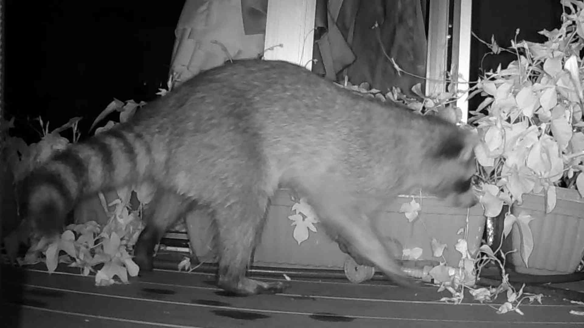 タヌキと似ていますが、しっぽのしましまがアライグマの特徴です。