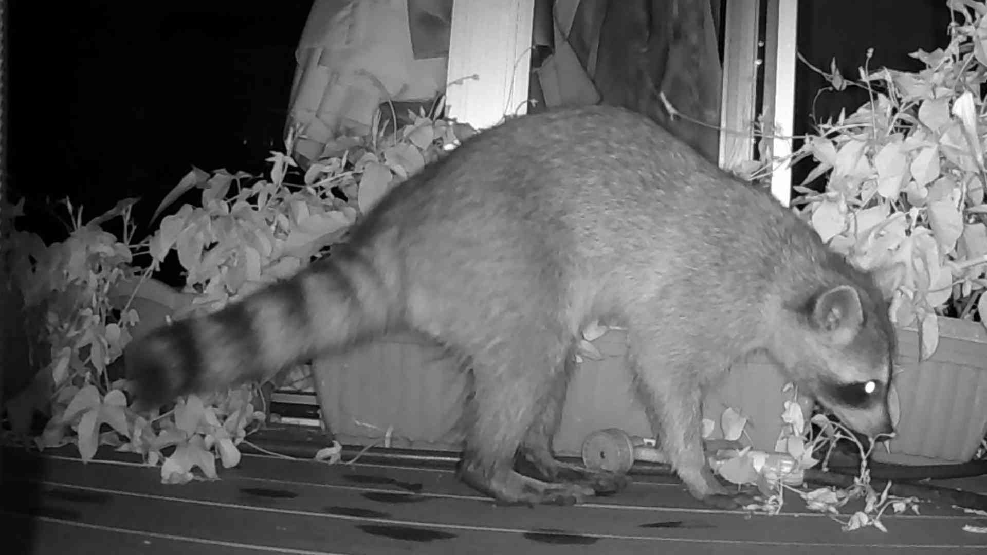 光を反射してアライグマの目が光っています。